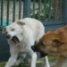 Due-cani-randagi_h_partb