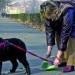 deiezione canina