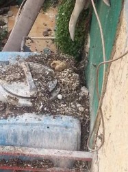 piccioni acerra guano
