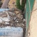 piccioni acerra guano