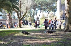 zoo napoli zoo napoli